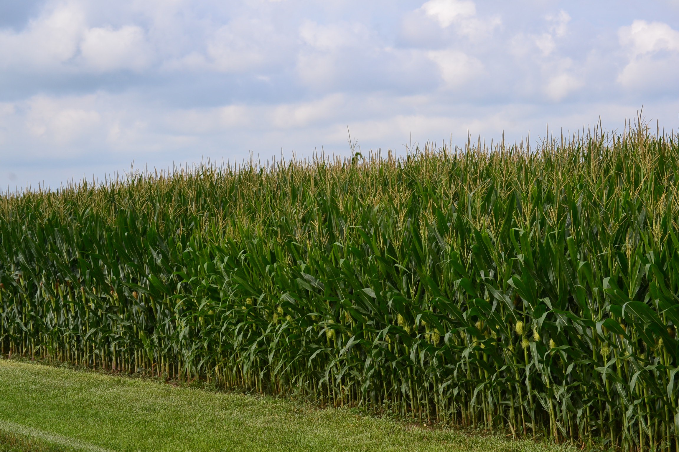 The fruits of many hour of labor in our rural areas of the Archdiocese of Cincinnati. (CT Photo/Greg Hartman)
